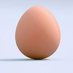 elkuge's profile picture. Pequeño, redondo, amarillo por dentro, comestible, vivo y con ganas de piar.