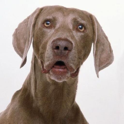 Twitter dedicado al Braco de Weimar (Weimaraner).