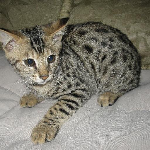 Mreow? Ownerless *flicks my tail and purrs*