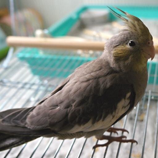 asarimanbou's profile picture. 