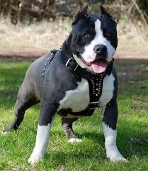 Dogs