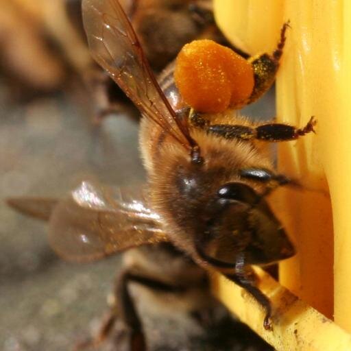 ImkersSambeek's profile picture. 