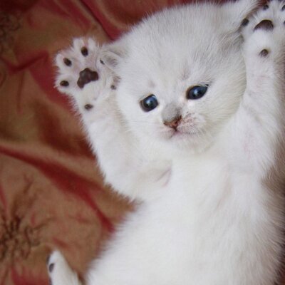 愛すくりーむ