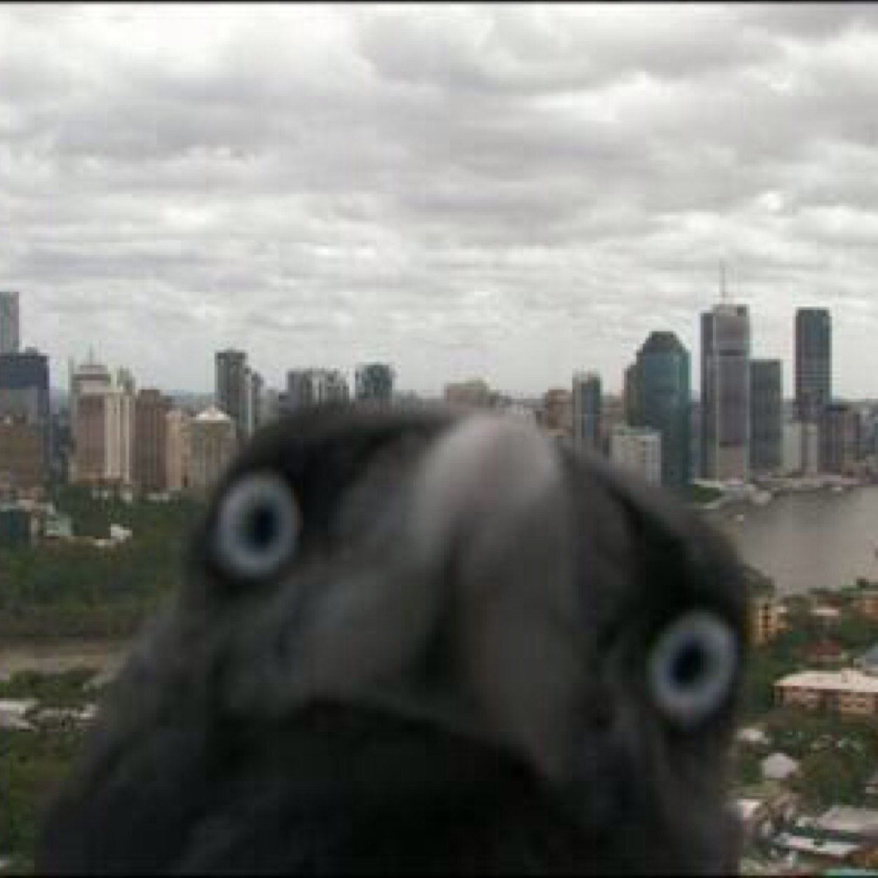 Keeping an eye on Qld