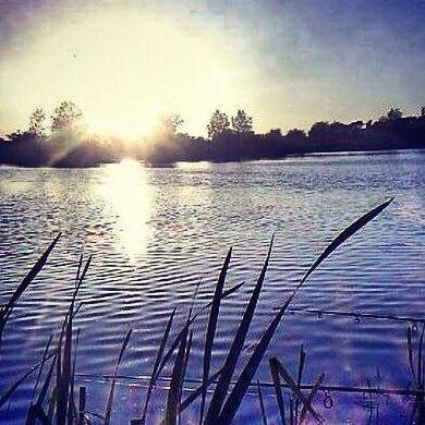 MajesticCarp's profile picture. 