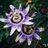 gangaLUIS's profile image