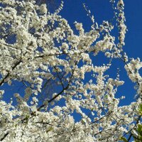 Lisa Godsal (@lisag1104) 's Twitter Profile