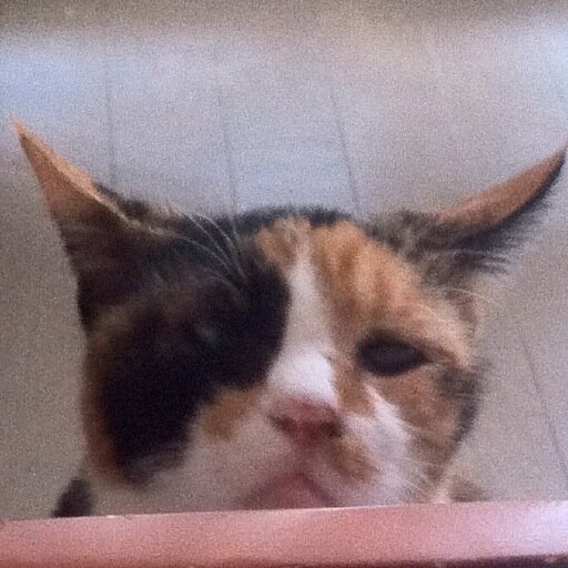 次男猫を迎えました。チェスター、ハチワレ黒白男子。生後9ヶ月ですが、最近すごくメンズっぽい…