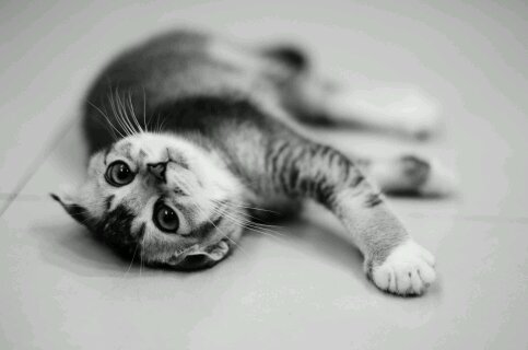 KosmosLove12's profile picture. I love kosmos