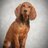 Gibban_Joe's profile image