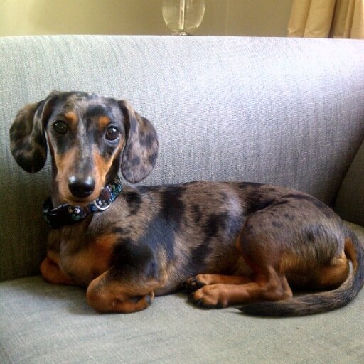 flashmauve's profile picture. 