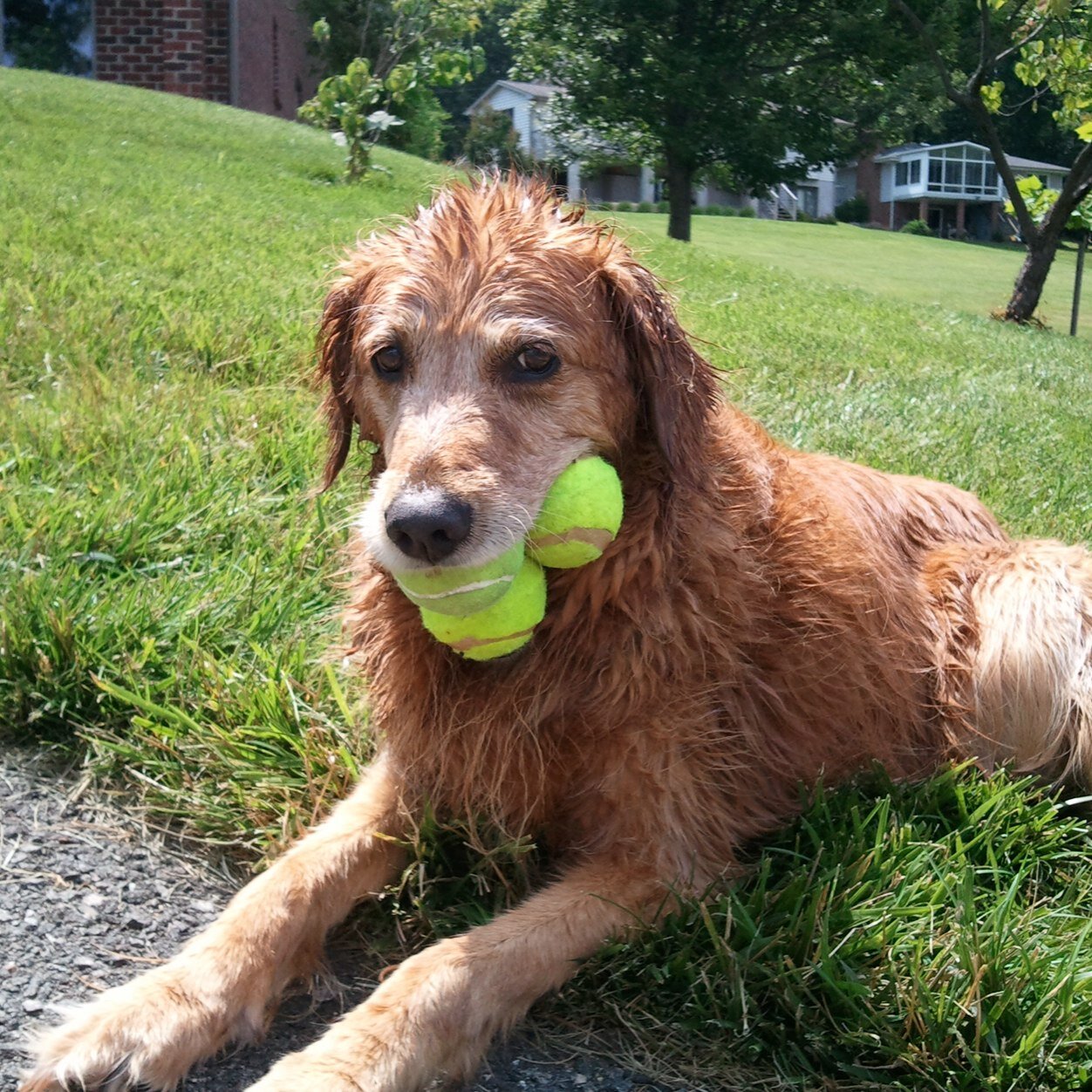 RJBDUCK's profile picture. Husband, Dad, Grandpa, Runner, @RCMaroons