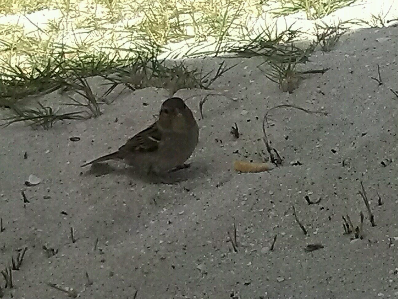 alengora's profile picture. 