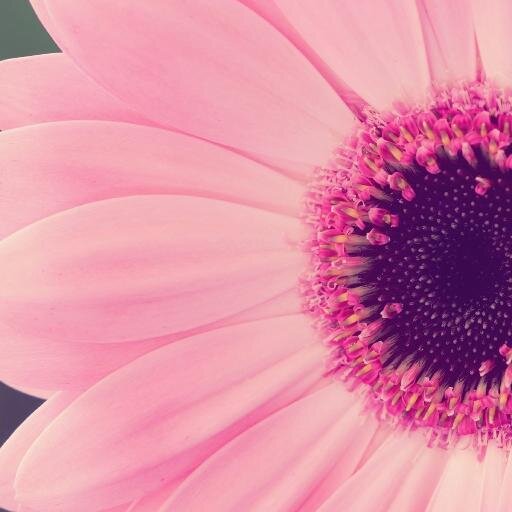 SophiaMezzy's profile picture. Mom, Beauty Addict, Hot Cars, Exotic Places, Wine and Chocolate. make the world a better place