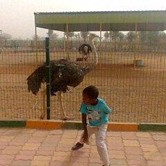 YayssirAbbas's profile picture. 