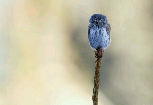 GrzesA's profile picture. per aspera ad opel astra