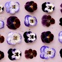 Violet Carter - @pennytime101 - Twitter