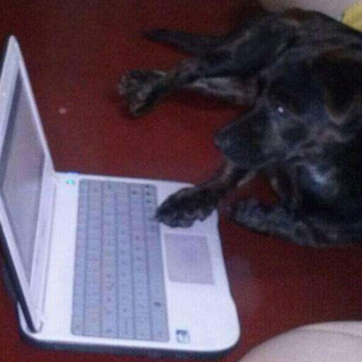 perrorabiosogon's profile picture. Creador de Utopías. Fisíconuclear. actor y Cantor.