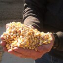 Bill Whitley - @thewhitleyfarm - Twitter