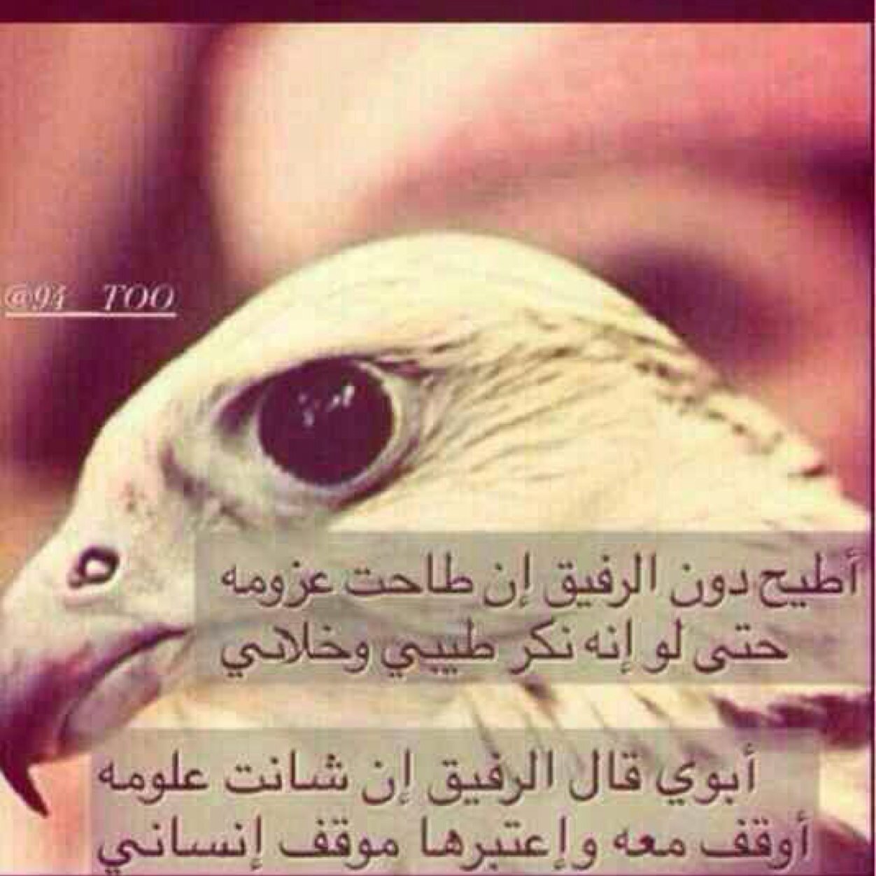 فديتك ياللي في بالي ❤️747B5DD1❤️❤️