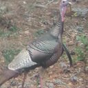 Eric Lescault - @elescault2012 - Twitter