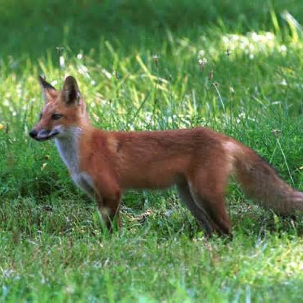 I am a fox. My home is Muncie and I am frquently spotted at Minnetrista and Ball State University.