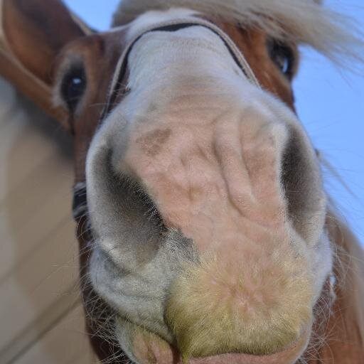 floraldriver's profile picture. 