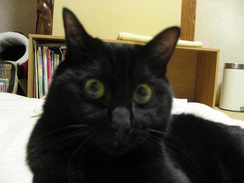 kochacha's profile picture. 幸せを呼ぶ黒猫と過ごして11年