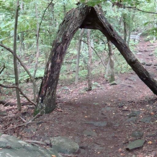 speaking for the trees since before I could speak