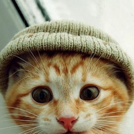 hats go on your head.