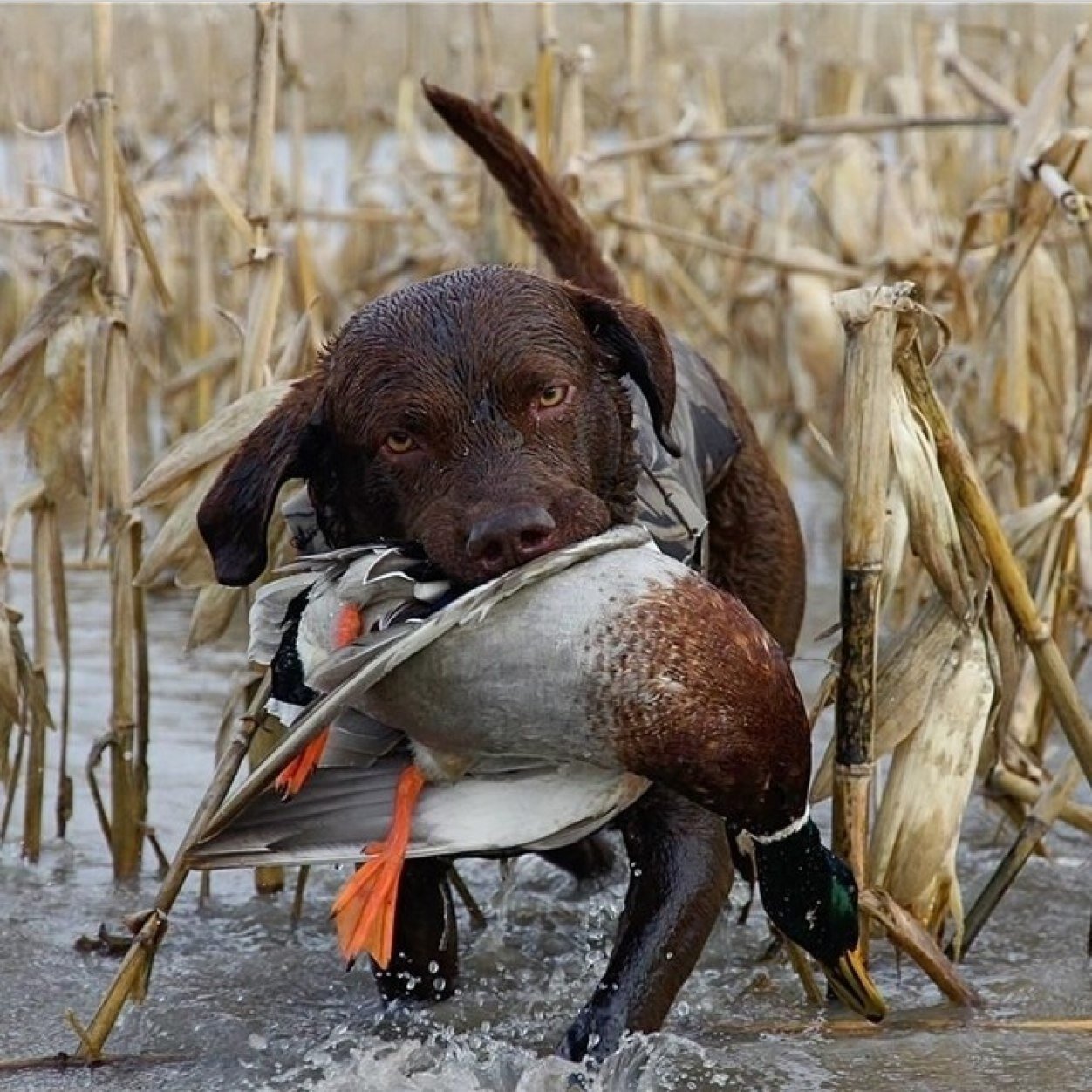 Waterfowl, walleye, whitetails, and the woods.
We are the midwest.