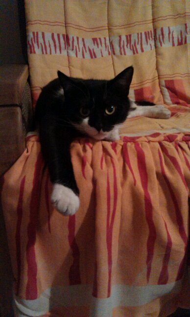 Adore animals,my cats,everyone's cats and dogs:-),all animals...stop animal cruelty!!!