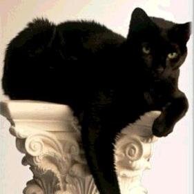 I was a man and was turned into a cat. At least I have my son @SaberhagenWitx with me. [RP/STTW]