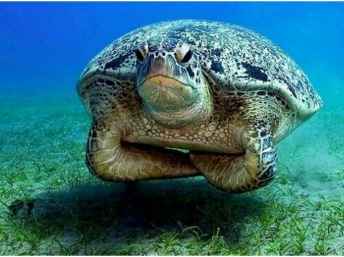 Ik ben een schildpad en heet Beerrie de schildpad, ik zal je 's beerren als je niet volgt!