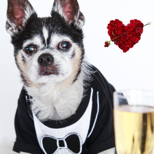 Daily Deals for Doggies.  Like Groupon and Living Social, but Only Awesome Dog Stuff!
