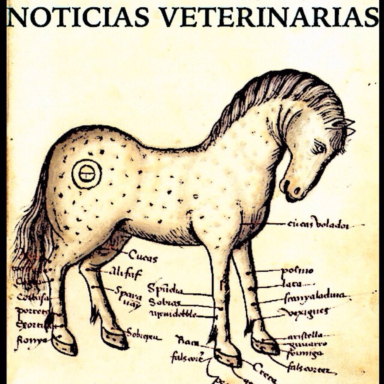Salud Pública, Sanidad Animal, Producción Animal, Proteccion Animal, Medio Ambiente, Especies Protegidas, Clínica de Pequeños y Grandes Animales....