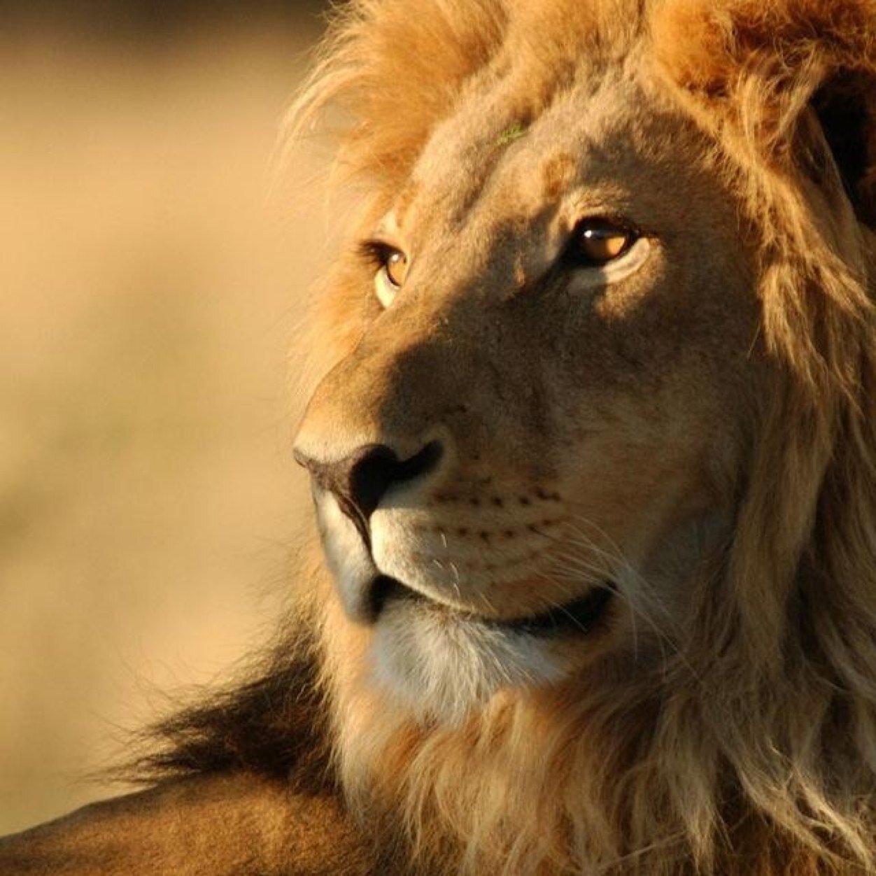 niovtg's profile picture. О себе