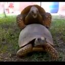 Emma Merrill - @trtllvr69 - Twitter