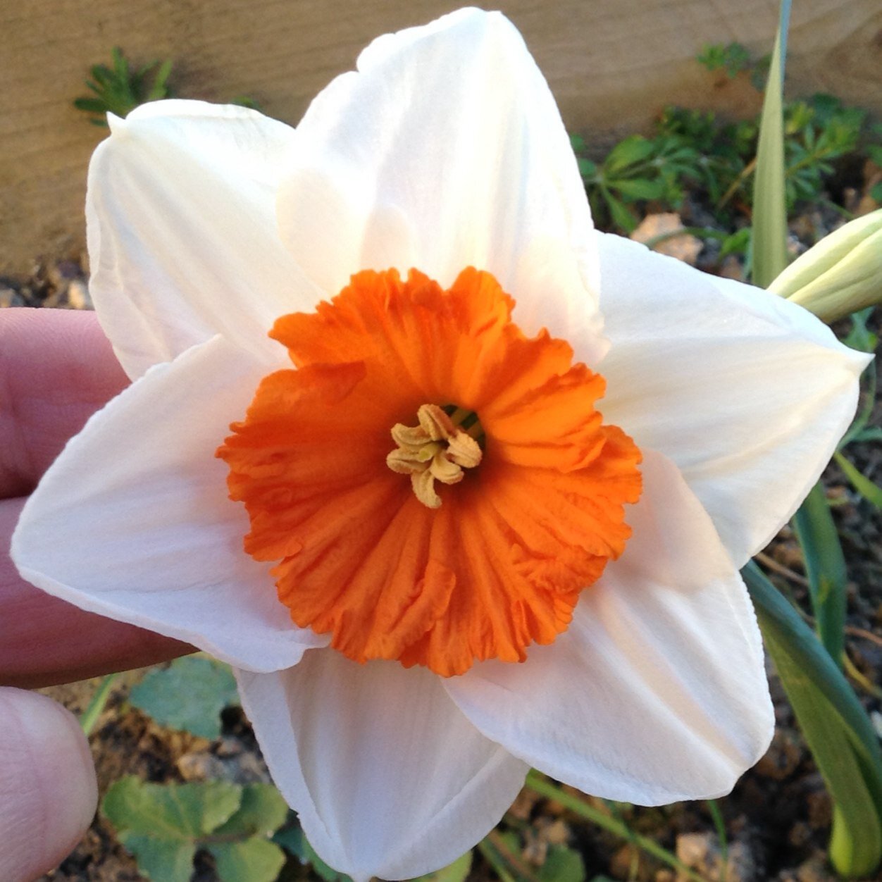 EruptingLilac's profile picture. Sharing random stuff. Hopefully nice stuff.