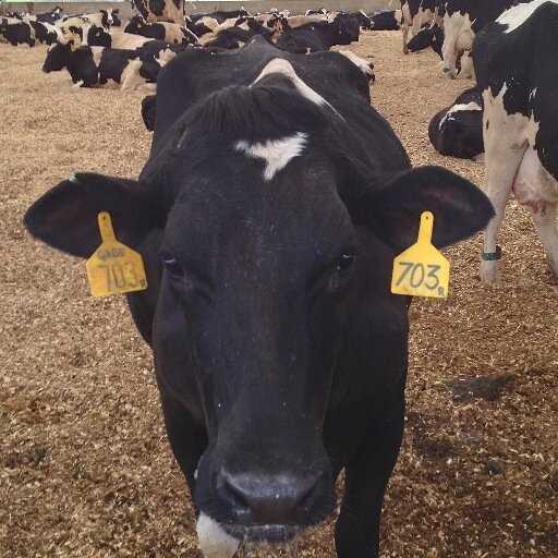 We have happy cows!