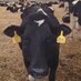 RIchlands Dairy Farm (@richlandsdairy) Twitter profile photo