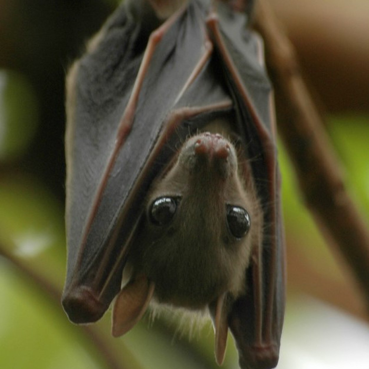 Albion Bats
