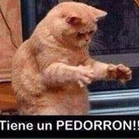 Gato de Raza (@gatoderaza) 's Twitter Profile