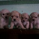 adriana padron - @adrigil74 - Twitter