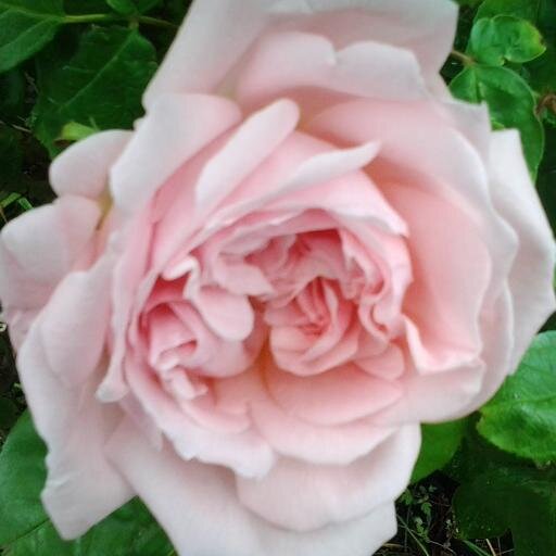 Rose Gardener