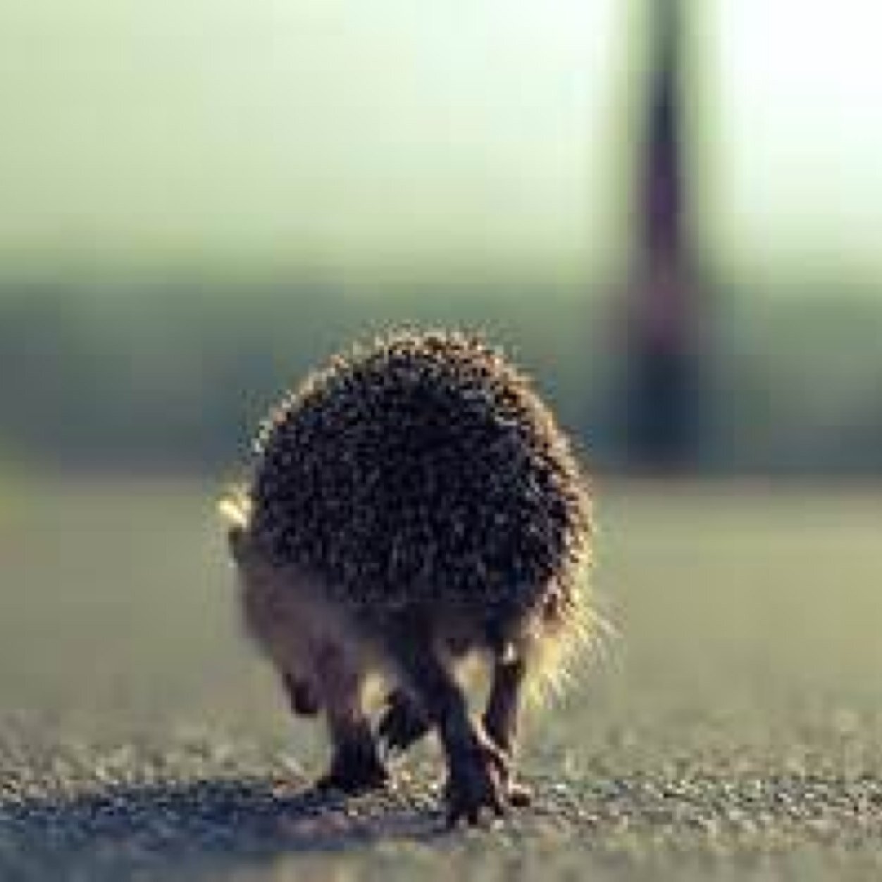 LowePeggy's profile picture. 