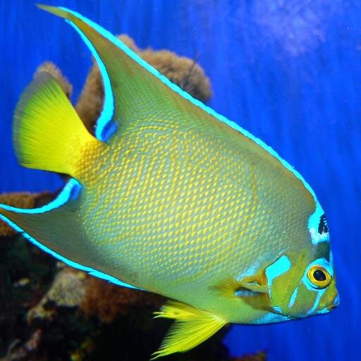 tropictreasure1's profile picture. Tropical Treasures LLC is a tropical fish and saltwater fish store proudly serving Colorado Springs, Colorado and all surrounding communities.