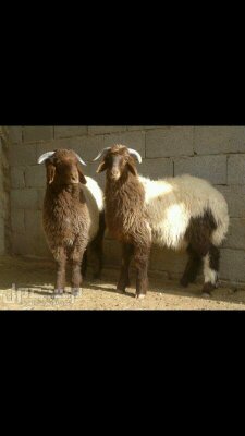 ‏أطلب من بيتك غنم بلدي مذبوح وأترك الباقي علينا والتواصل واتس آب 0536323741