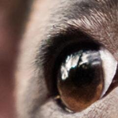 saltypupphoto's profile picture. I love all animals and am so privileged to be able to capture them in a modern and artistic way.