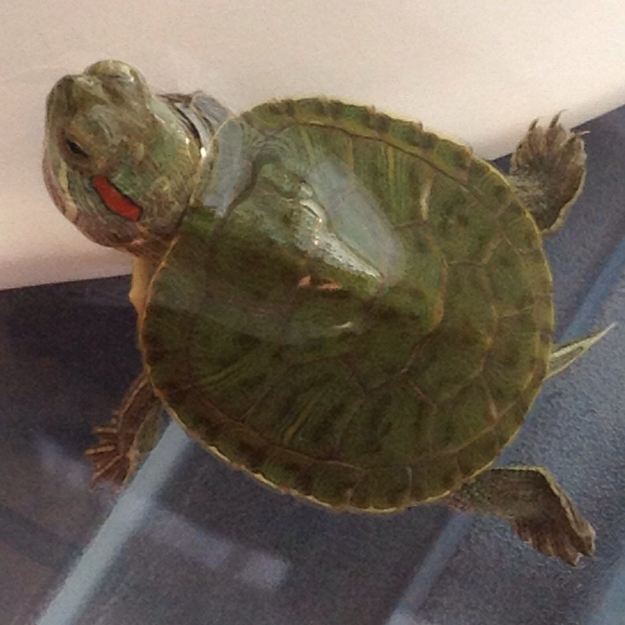 Former ninja turtle and currently living in a dorm at Temple